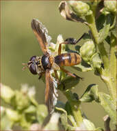 صورة Trichopoda subdivisa (Townsend 1908)