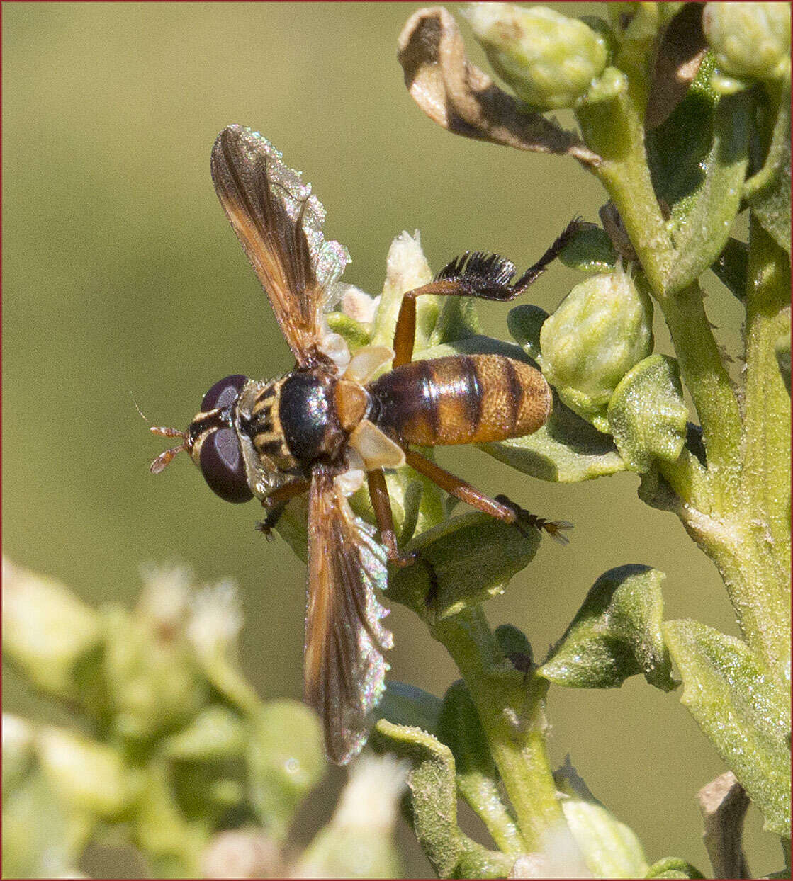 Image of Trichopoda subdivisa (Townsend 1908)