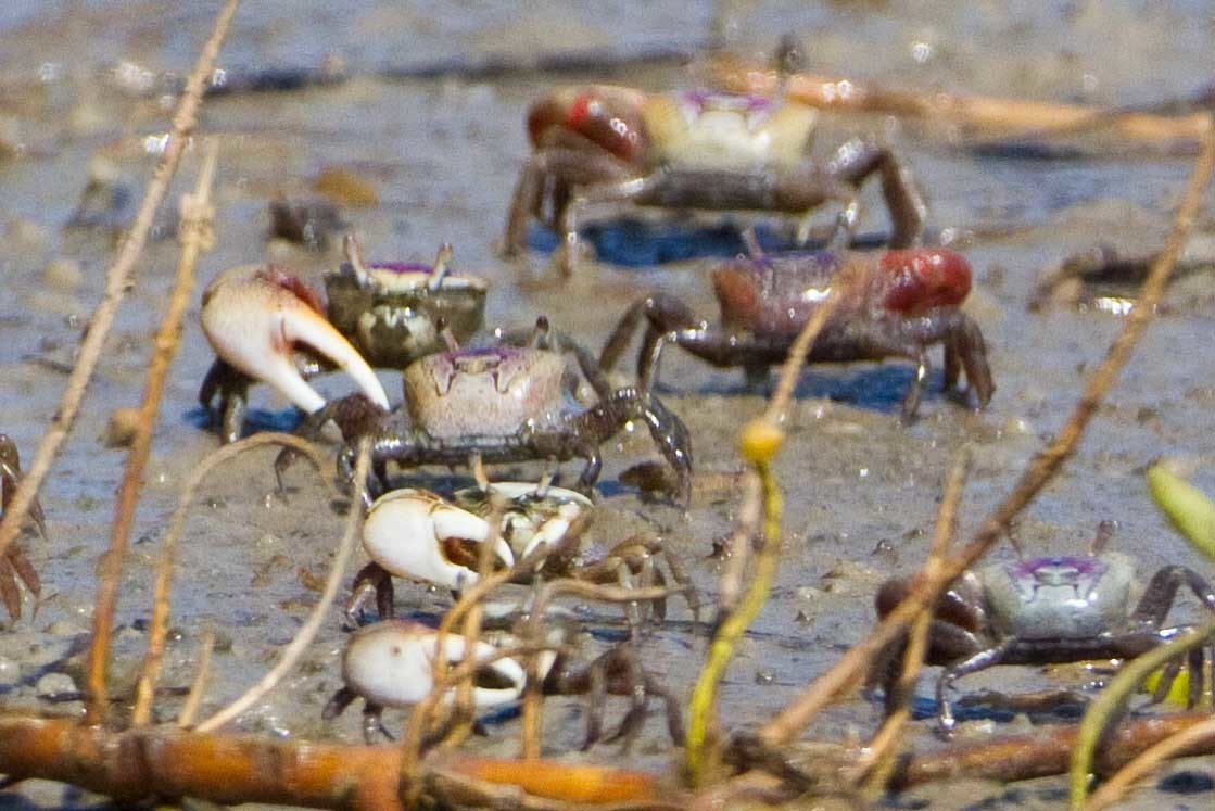Image of Atlantic sand fiddler