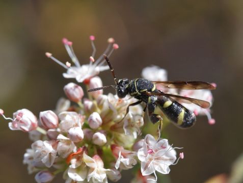 Image of Wasp