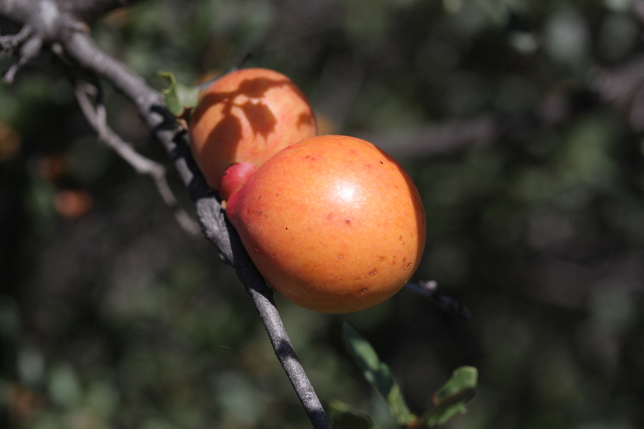 Image of California Gall Wasp