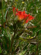 Image of harsh Indian paintbrush