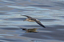 Image of Shy Albatross