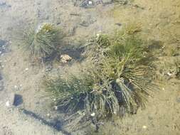 Image of Soft Hornwort