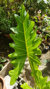 Image of Alocasia portei Schott