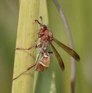 Image of Polistes africanus Pal. de Beauv.