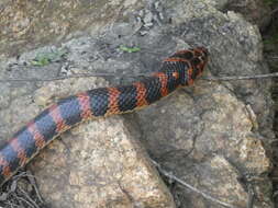 Image of Red-banded Snake