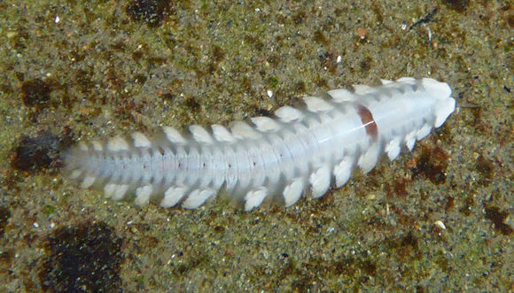 Image of <i>Arctonoe vittata</i> (Grube 1855)