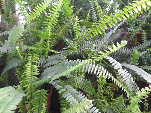 Image of Boston swordfern