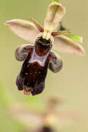 Image of ophrys