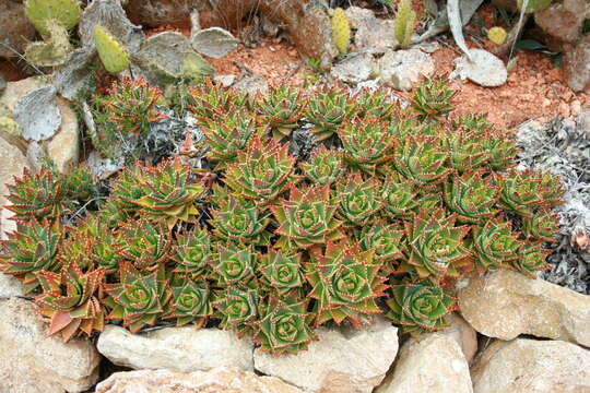 Image of Aloe × nobilis