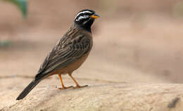 Image of Cinnamon-breasted Bunting