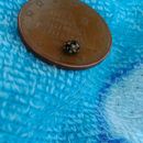 Image of <i>Coccinula quatuordecimpustulata</i>