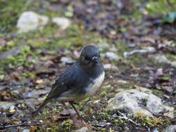 Image of New Zealand Robin