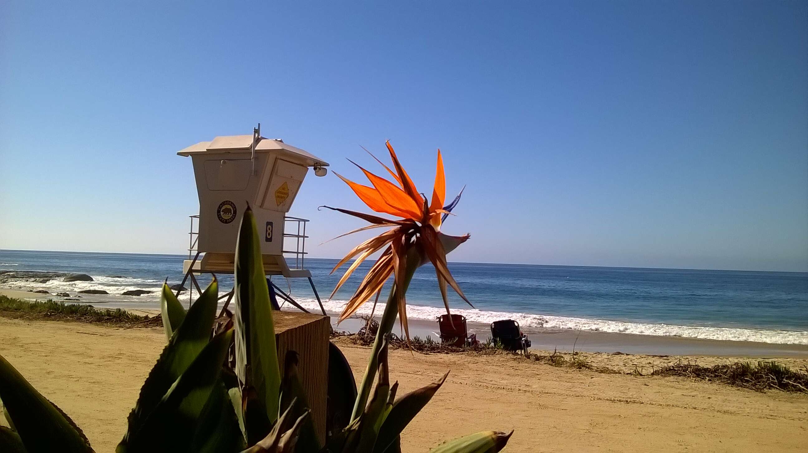 Image of Bird of paradise plant