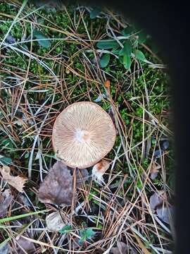 Image of Rufous Milkcap