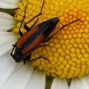 Image of Black-striped Longhorn Beetle