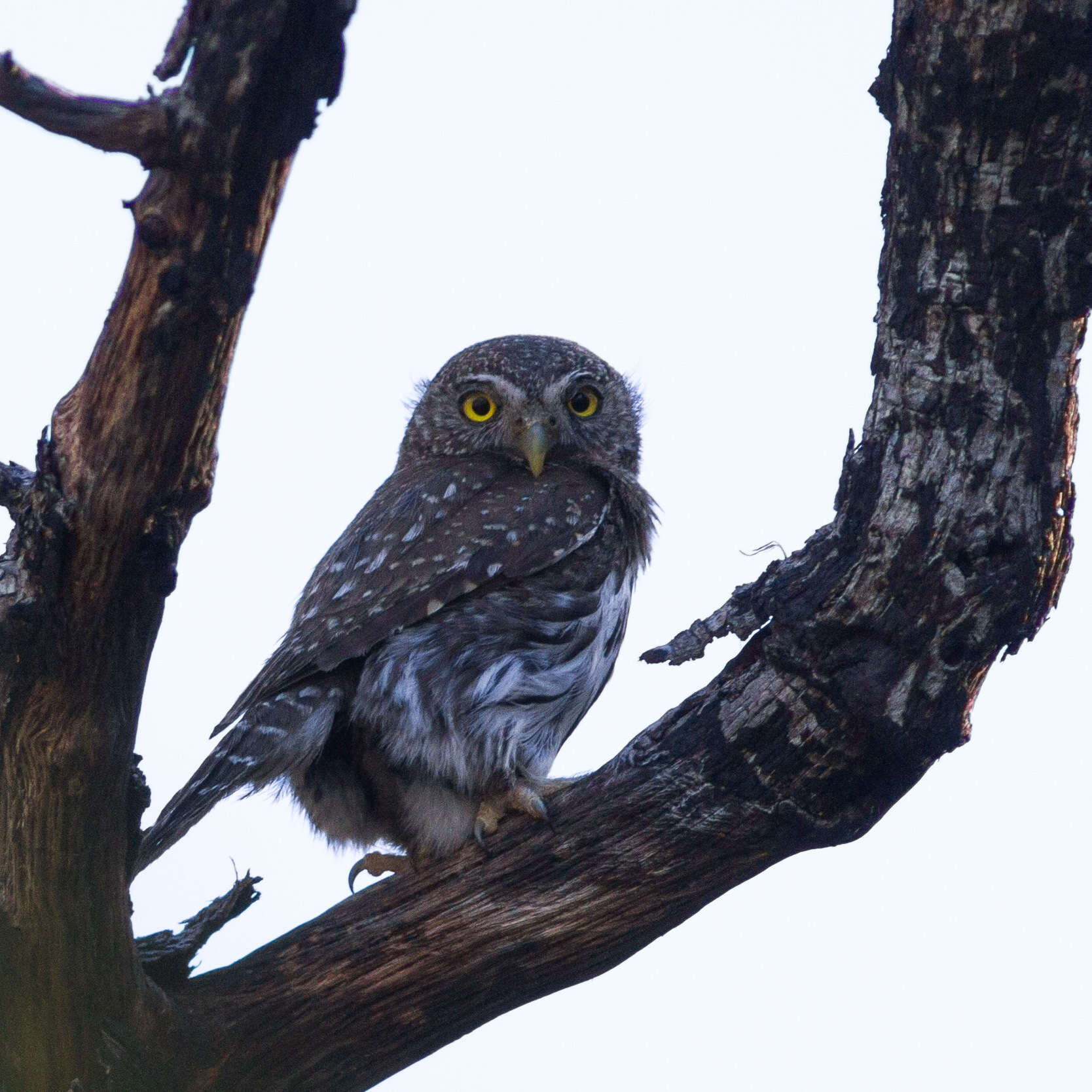 Image of Mountain Pygmy Owl