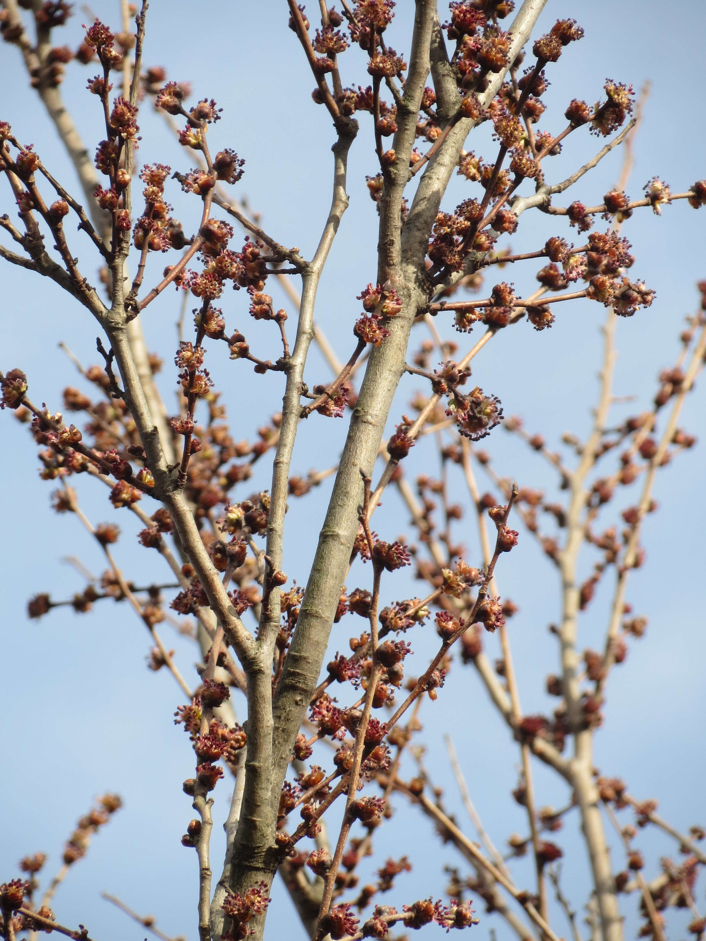 Image of Small-leaved Elm