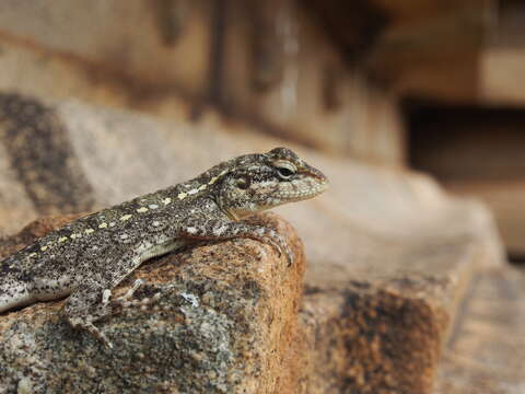 Image of Scortecci's Agama