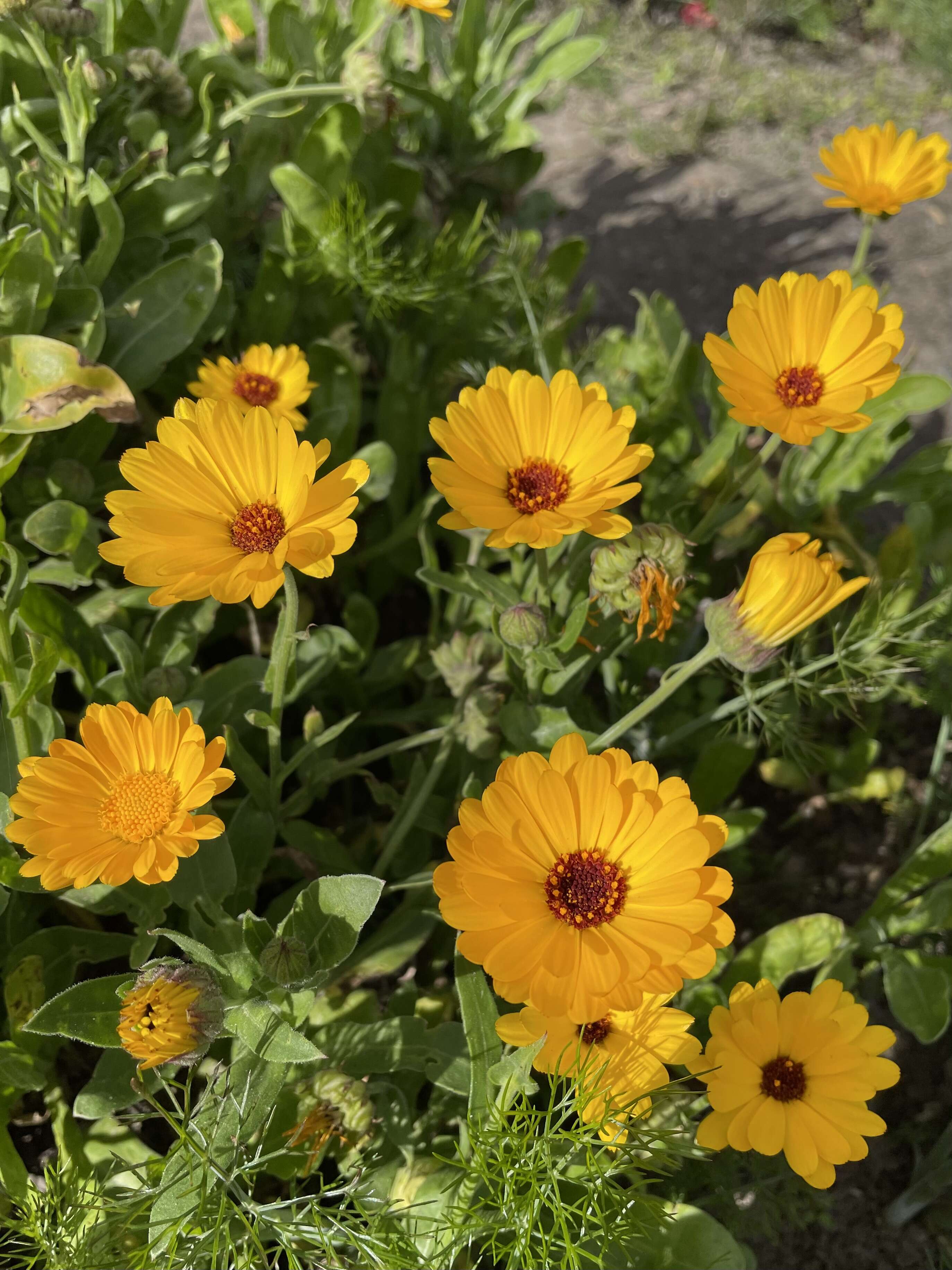 Image of pot marigold