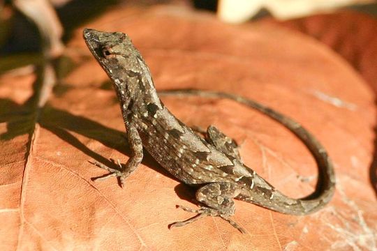 Image of brown anole
