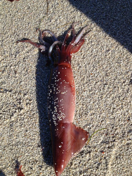 18.https www inaturalist org photos 202303.580x360