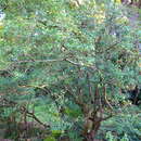 Image of Osmanthus suavis King ex C. B. Clarke