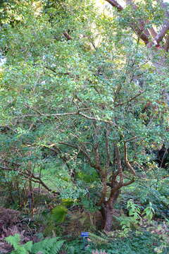 Image of Osmanthus suavis King ex C. B. Clarke