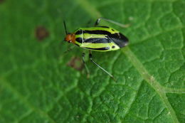 Image of Four-lined Plant Bug