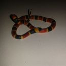Image of Black-banded Coral Snake