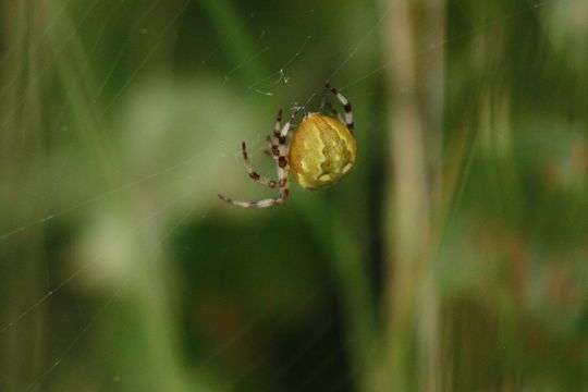 Image of <i>Araneus quadratus</i> Clerck 1757