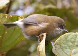 Image of Grey White-eye