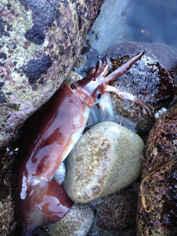 Image of Humboldt Squid