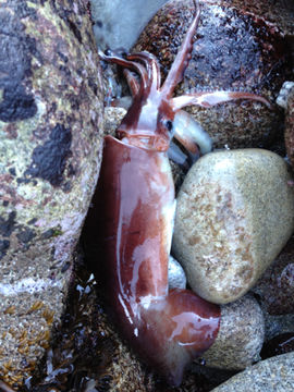 18.https www inaturalist org photos 202538.580x360
