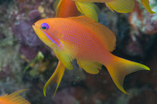 Image of Sea goldie