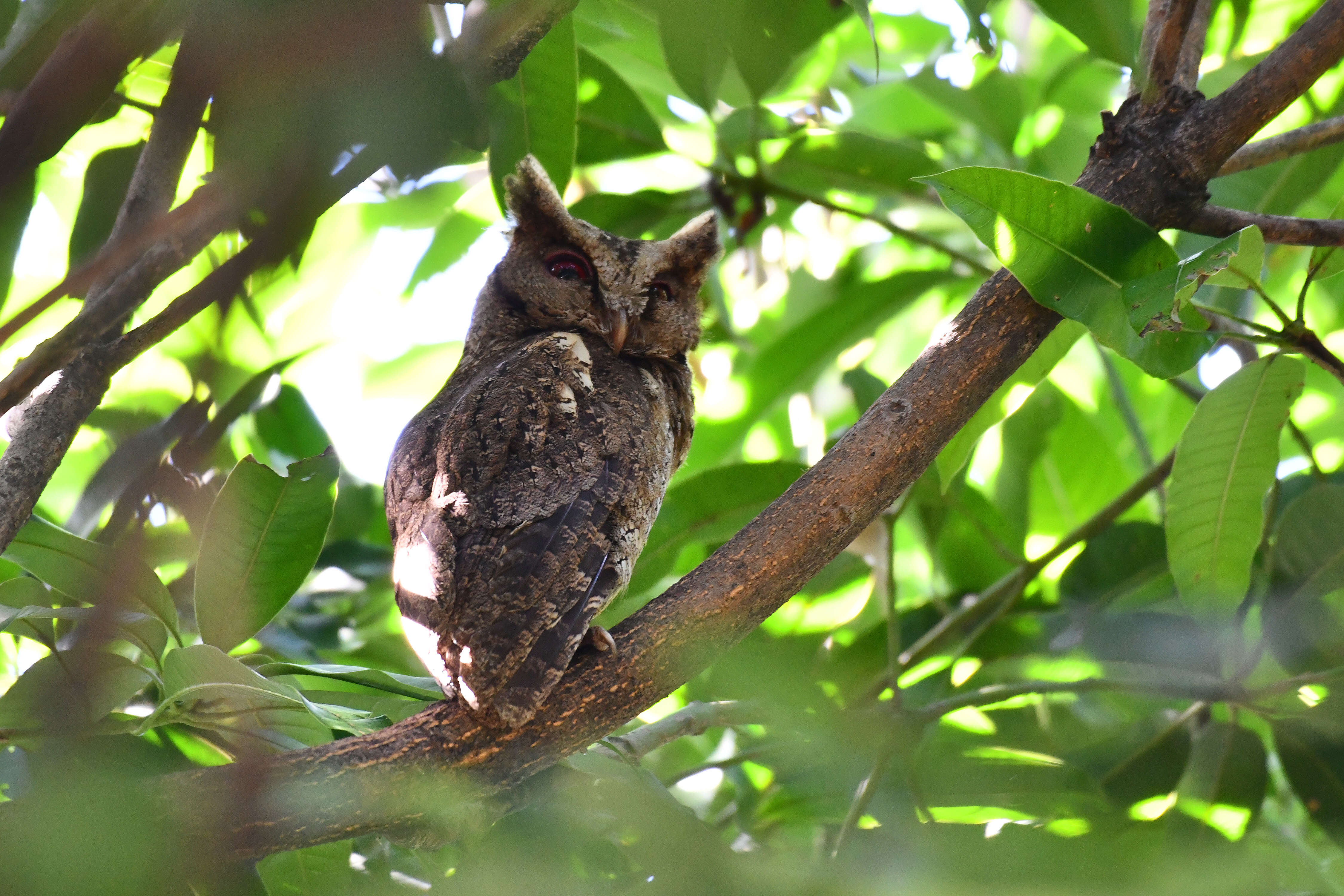 Image of Luzon Lowland Scops-owl
