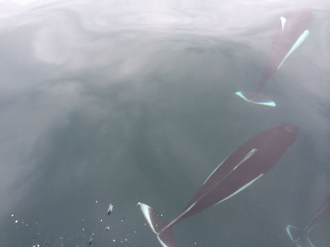 Image of Dall's Porpoise