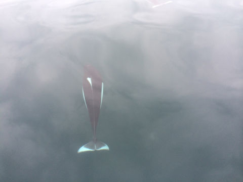 Image of Dall's Porpoise