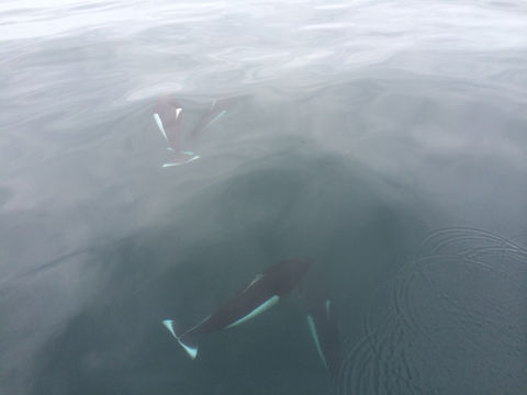 Image of Dall's Porpoise
