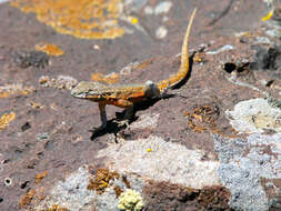 Image of common side-blotched lizard