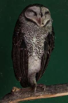Image of Lesser Sooty Owl