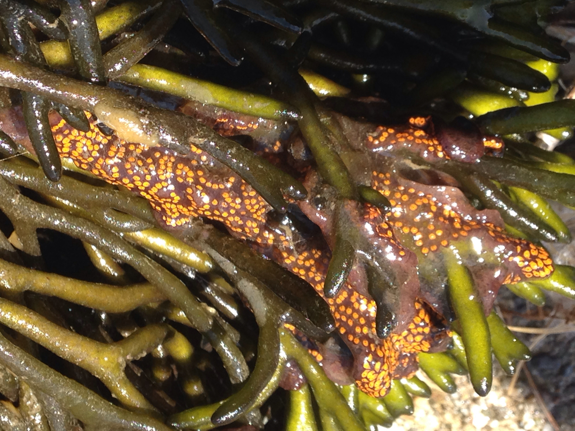 Image of Colonial tunicate