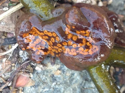 Image of Colonial tunicate