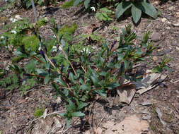 Image of herbaceous periwinkle