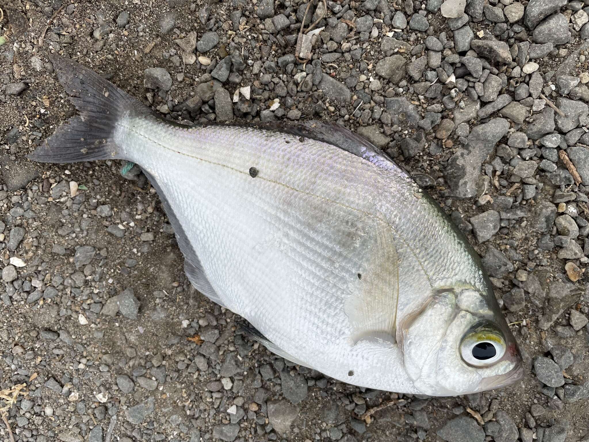 Image of Walleye seaperch