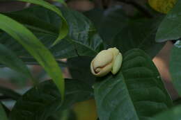 Image of Magnolia liliifera (L.) Baill.