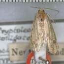 صورة Agriophara colligatella