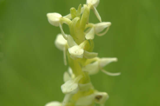 Image de Platanthera huronensis Lindl.