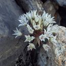 Image of <i>Allium nevadense</i>